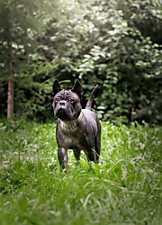 HELL HAUNDS BODGI