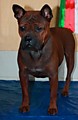 GRANITSA KENNEL CAISHI
