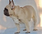 JOVIAN ALORES DOGS