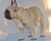 JOVIAN ALORES DOGS